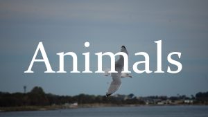 Animals